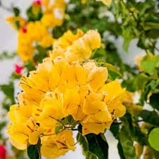 Bougainvillea Yellow Flower Seeds for Planting – Heirloom Non-GMO, High Germination Organic Garden Seeds