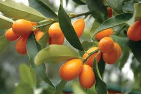 Red Kumquat Orange Fruit Seeds – Ideal for Home Garden, Heirloom & Non-GMO Seeds