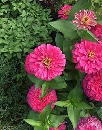 Deep Pink Zinnia Elegans Flower Seeds for Planting – Heirloom Non-GMO Wildflower Mix Organic Garden Seeds