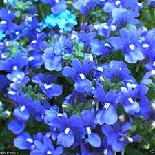 Blue Nemesia Strumosa Flower Seeds for Planting – Cut-Flower Heirloom, Non-GMO, High Germination Garden Seeds