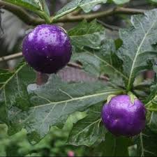 Lavender Tomato flower seeds for planting - Heirloom & Non-GMO Garden Seeds