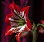 Amaryllis Flower Seeds for Planting – Shade Tolerant, Heirloom, Non-GMO & Organic Garden Seeds