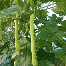 Cucuzzi Vegetable Seeds for Planting – Heirloom Non-GMO, High Germination Organic Garden Seeds