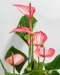 Anthurium Flower Seeds for Planting - Bright Blooms, Heirloom & Non-GMO Organic Garden Seeds - High Germination