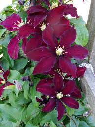 Maroon Clematis Flower Seeds for Planting - Hardy Heirloom, Non-GMO Organic Garden Seeds for Home Garden