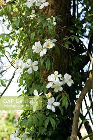 Brunonii Flower Seeds – Heirloom, Non-GMO, Shade-Tolerant Organic Garden Seeds for Planting