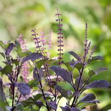 Violet Ocimum Flower Seeds for Planting – Cottage Garden Essential, Heirloom, Non-GMO, High Germination Organic Garden Seeds