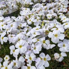 White Aubrieta Cultorum Flower Seeds for Planting – Heirloom, Non-GMO, Ground Cover Organic Garden Seeds