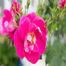 Rosa Laxa Flower Seeds for Planting – Shade Tolerant, Heirloom, Non-GMO, High Germination Garden Seeds