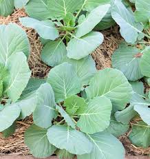 Kai Lan Gai Lan flower seeds for planting - Heirloom & Non-GMO Garden Seeds
