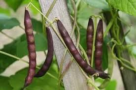 Black Turtle Pole Bean Plant Seeds for Planting – Heirloom Non-GMO High Germination Protein-Rich Hardy Beans