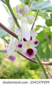 Tiger Claw Purple White Seeds for Planting – Organic, Heirloom, Non-GMO, High Germination Flower Seeds