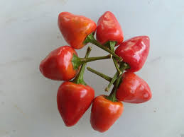 Red Opalka Tomato Seeds for Planting – Heirloom, Non-GMO, High Germination Organic Plum Tomato Seeds