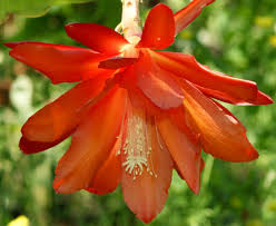 Orange Epiphyllum Oxypetalum Flower Seeds for Planting - Heirloom, Non-GMO Organic Garden Seeds for Home Garden