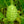 Wild Gherkin Cucumber Seeds for Planting – Heirloom, Non-GMO – Tangy Mini Fruits for Pickling & Organic Gardens