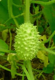 Wild Gherkin Cucumber Seeds for Planting – Heirloom, Non-GMO – Tangy Mini Fruits for Pickling & Organic Gardens