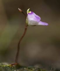 Utricularia Arenaria Flower Seeds for Planting – Heirloom, Non-GMO, High Germination Organic Garden Seeds