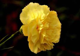 Dark Yellow Carnation Seeds – Heirloom Non-GMO, Shade-Tolerant Organic Garden Seeds