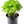 Basil Vegetable Seeds for Planting – Heirloom, Non-GMO, Organic Garden Seeds, High Germination, Aromatic Kitchen Herb