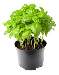 Basil Vegetable Seeds for Planting – Heirloom, Non-GMO, Organic Garden Seeds, High Germination, Aromatic Kitchen Herb
