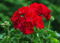 Geranium Flower Seeds for Planting – Fragrant Blossoms, Heirloom & Non-GMO Organic Garden Seeds