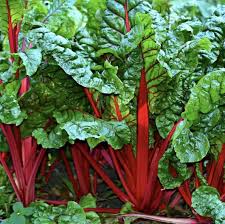 Mixed Swiss Chard flower seeds for planting - Heirloom &amp; Non-GMO Garden Seeds