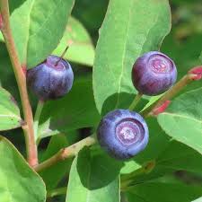 Fruit Seeds,Garden seeds, Seeds For Planting,Plant Seeds