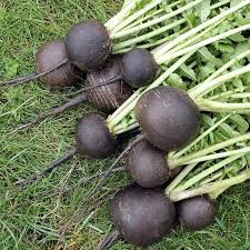 Radish Vegetable Seeds for Planting – Heirloom Non-GMO, Deep Black Roots, High Germination Organic Garden Seeds