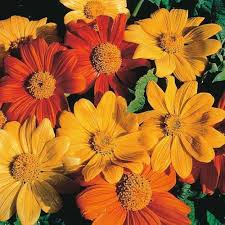 Mexican Sunflower Seeds for Planting – Heirloom, Non-GMO, High Germination Organic Garden Seeds