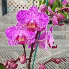 Phalaenopsis Flower Seeds for Planting – Sun Loving Heirloom Non-GMO High Germination Organic Garden Seeds