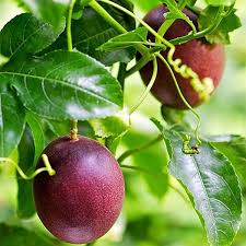 Dark Red Passion fruit seeds for planting - Heirloom & Non-GMO garden seeds, rich tropical flavor variety