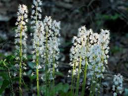 Heirloom Foam Flower Seeds for Planting – Non-GMO, High Germination Organic Garden Seeds