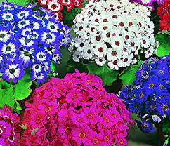 Cineraria Flower Seeds for Planting – Heirloom, Non-GMO, High Germination Cut Flower Favorite