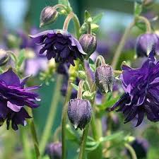 Tower Columbine Flower Seeds for Planting – Heirloom, Non-GMO, High Germination Sun-Loving Blooms