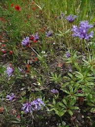 Asperula Flower Seeds for Planting – Heirloom, Non-GMO, High Germination Easy to Grow