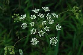 Cicuta Maculata Flower Seeds for Planting – Heirloom, Non-GMO, Low-Maintenance Organic Garden Seeds