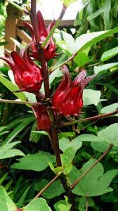 Belchanda Tengamora Vegetable Seeds for Planting – Heirloom Non-GMO Traditional Garden Seeds
