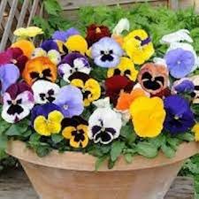 Pansy Flower Seeds for Planting – Heirloom, Non-GMO, High Germination Cut Flower Favorite