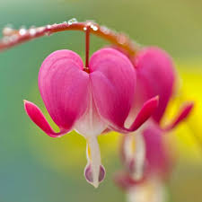 Bleeding Hearts Flower Seeds for Planting – Heirloom, Non-GMO, Cottage Garden Essential, High Germination