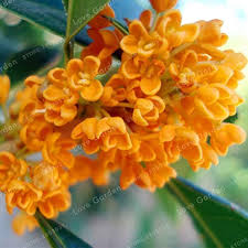 Osmanthus Flower Seeds for Planting – Heirloom, Non-GMO, Colorful Display, High Germination