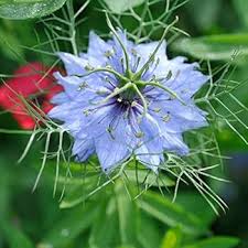 Heirloom Nigella Damascus Flower Seeds for Planting – Non-GMO, High Germination Organic Garden Seeds