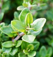 Flower Seeds, Seeds,Seeds For Planting,Plant Seeds
