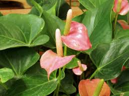 Pink Anthurium Andraeanum Flower Seeds for Planting – Heirloom, Non-GMO, Long Bloom, High Germination