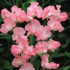 Pink Lathyrus Flower Seeds – Heirloom, Non-GMO, High Germination Organic Garden Seeds for Trellises & Seasonal Planting0 pcs