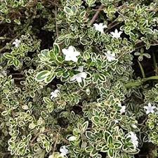 Silver Carpet Flower Seeds for Planting – Heirloom, Non-GMO, Cottage Garden Essential Organic Garden Seeds