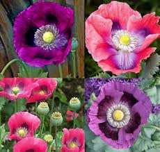 Pepperbox Flower Seeds for Planting – Wildflower Mix, Heirloom, Non-GMO