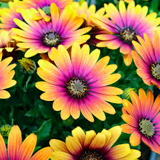 Osteospermum Flower Seeds for Planting – Multi-Color, Garden Favorite, Heirloom, Non-GMO