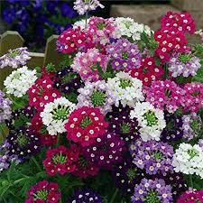 Verbena Flower Seeds for Planting Heirloom Non-GMO High Germination Organic Garden Seeds