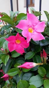 Sanderi Flower Seeds for Planting – Heirloom, Non-GMO, High Germination Organic Garden Seeds