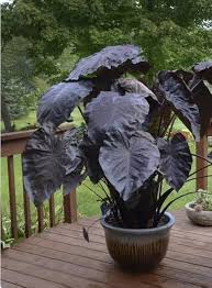 Colocasia Elephant Ear Flower Seeds for Planting – Heirloom, Non-GMO, High Germination Vibrant Colors